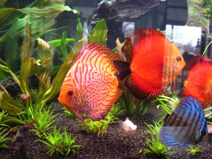 Min anden hobby discus akvarie billede 9