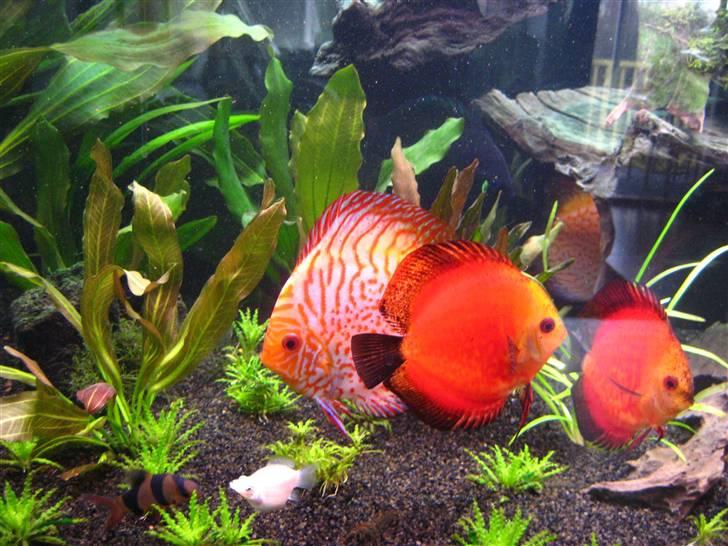 Min anden hobby discus akvarie billede 10