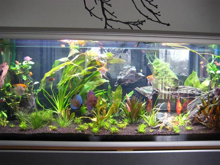 Min anden hobby discus akvarie billede 0