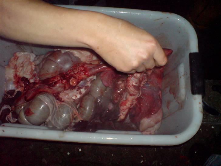 Gris fest KVONG!´08 billede 27