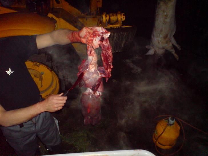 Gris fest KVONG!´08 billede 28