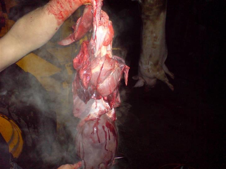 Gris fest KVONG!´08 billede 29