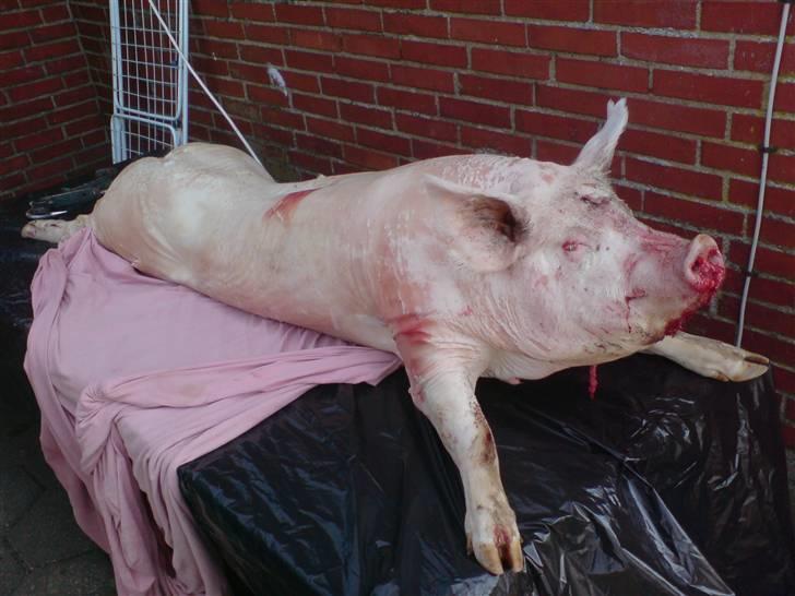 Gris fest KVONG!´08 billede 30