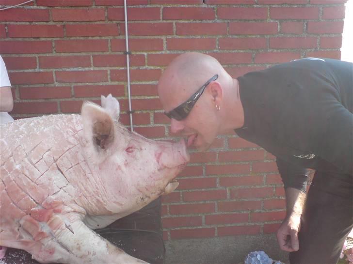 Gris fest KVONG!´08 billede 31