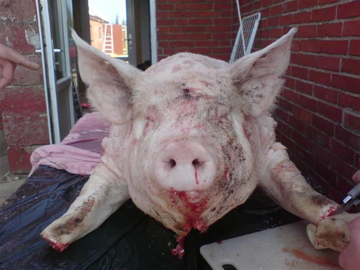 Gris fest KVONG!´08 billede 1