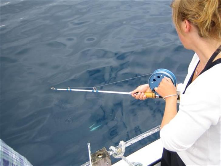 Mc-tur på Færøerne - Vandet er utroligt klart, så man kunne se når fiskene nærmede sig overfladen. Her Line med 2 stk. på en gang, hevet op fra 82 meters dybde.. billede 18