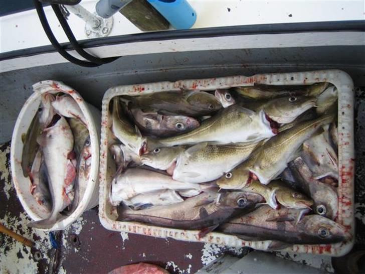 Mc-tur på Færøerne - Det blev Ialt til 500 pund torsk (eller) ca 100 stk. på 3 timers fiskeri, ved 3 mand... behøves jeg at sige man var træt bagefter... så var det godt at komme hjem i varmen og få en Färeoy brög (øl) bagefter. billede 19