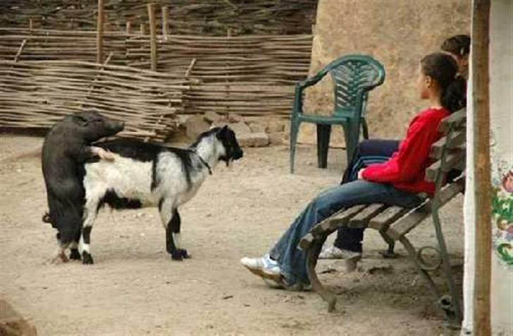 Tant og fjas - Tja ! billede 11