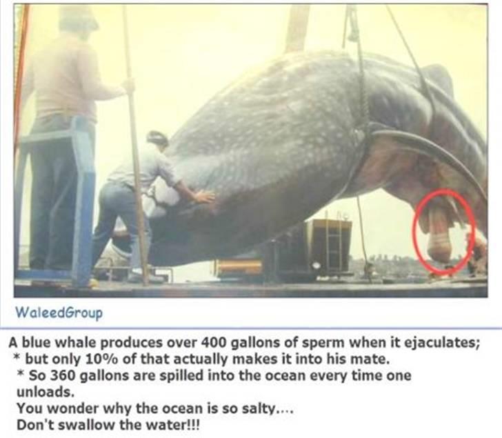 Tant og fjas billede 24