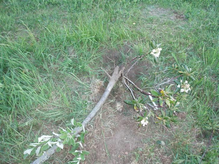 Skodborg mc - Åh nej... Der er begået hærværk. billede 14