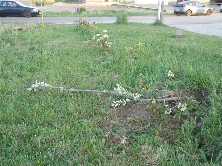 Skodborg mc - Vi satte alle kræfter ind på, at finde den skyldige. billede 15