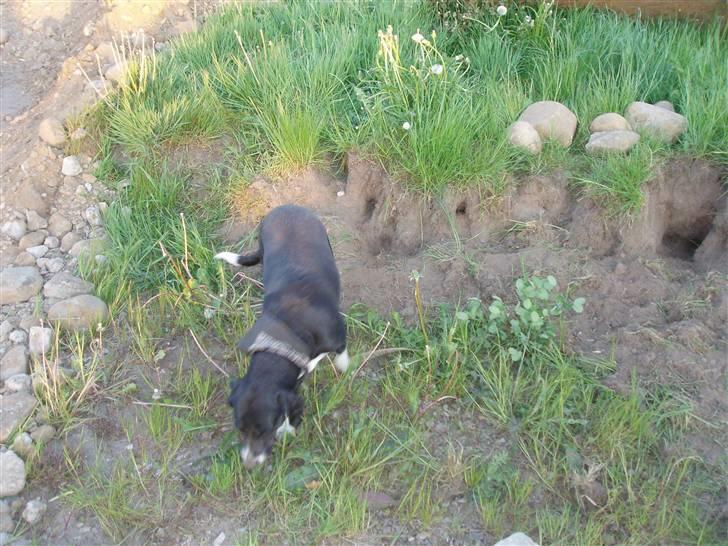 Skodborg mc - Og her er hun så, slemme Tessa. Skam dig. billede 16