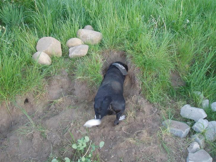 Skodborg mc - Så går jeg da bare et andet sted hen, og graver en jordfed. billede 17