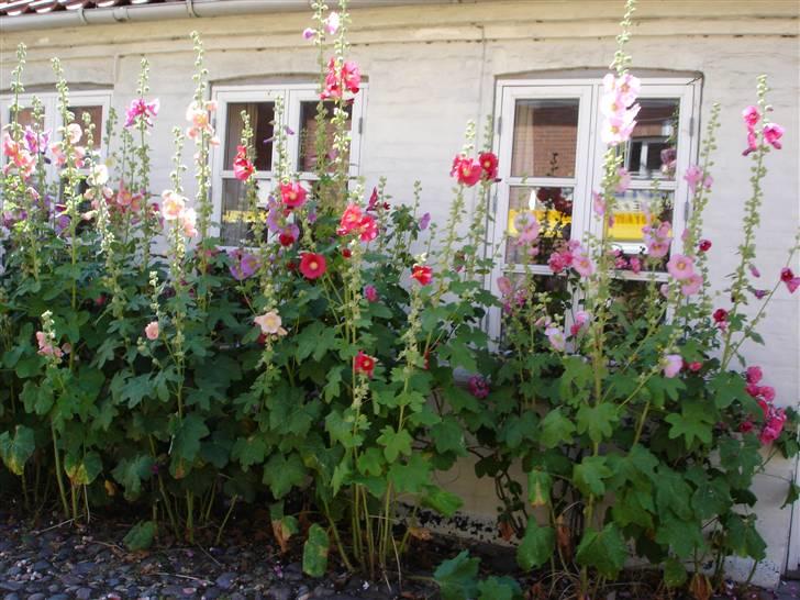 Mc ferie på touring camp og i Ry - Super hyggelig by med mange hyggelige små gamle huse billede 10