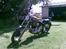 Triumph tiger 100 ss chopper