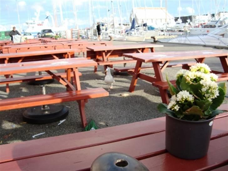 Træf på toppen 2008 med MYGGENE billede 13