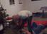 Julefrokost