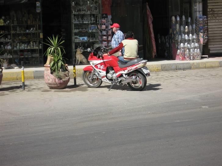 Egyptiske MCs - Hurghada billede 16