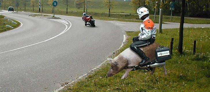 Sjove billeder billede 27