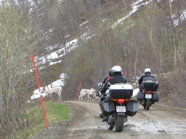 Norge Klanen indtager Polarcirklen - Og igen.......flere rener...........! billede 26