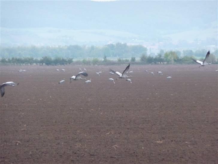 Harzen efterårsferien 2009. - Dag 3. Lige uden for byen Rosla blev vi mødt af dette fantastiske syn, en hel mark fyldt af trækkende Traner - det havde vi aldrig set før. Gigantisk fugl - imponerende! billede 8