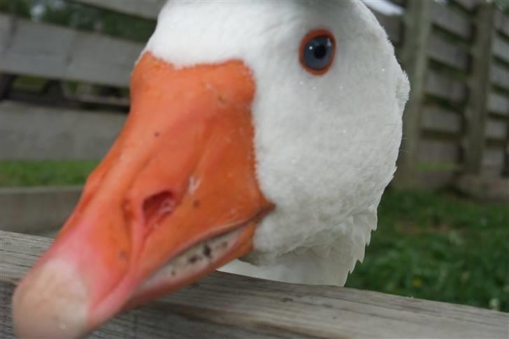 Tur til Polarcirklen, Norge sommeren 2009 - RAAAAAAAAAAAAAPPPPPPPP!!! billede 35