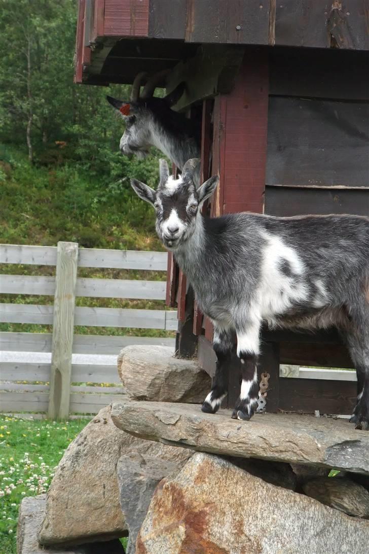 Tur til Polarcirklen, Norge sommeren 2009 billede 36