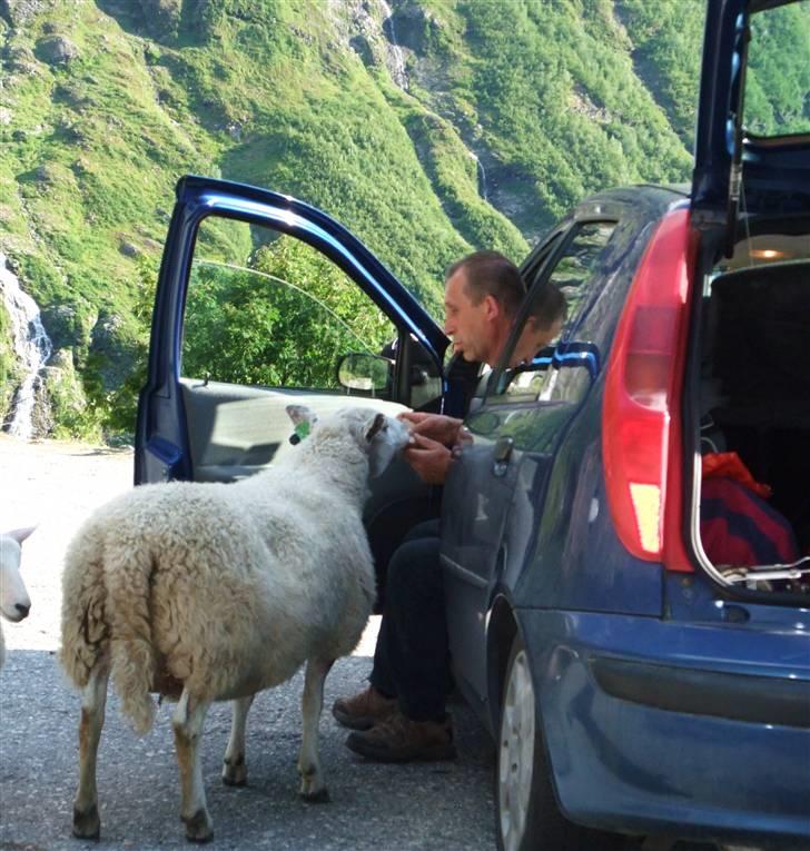 Tur til Polarcirklen, Norge sommeren 2009 - Polsk familie fodrer får...

De gik rundt over alt på vejen, så man skulle lige se sig for inden man kværnede rundt i svingene for fuld drøn. billede 140