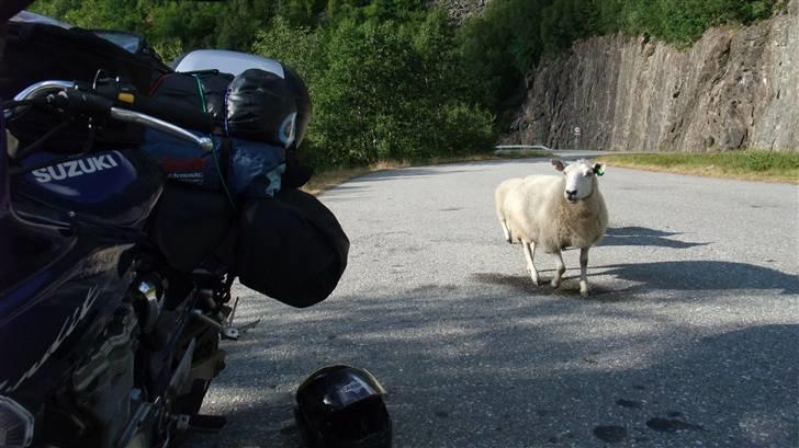 Tur til Polarcirklen, Norge sommeren 2009 billede 141