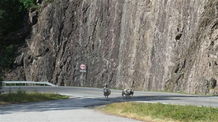 Tur til Polarcirklen, Norge sommeren 2009 - Norske fartbump... billede 142