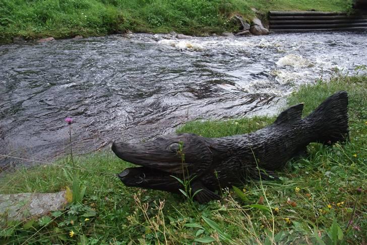 Tur til Polarcirklen, Norge sommeren 2009 del 2 billede 8