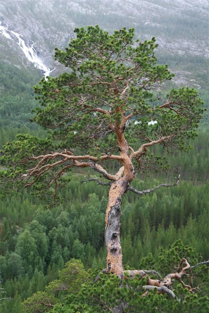 Tur til Polarcirklen, Norge sommeren 2009 del 2 billede 47