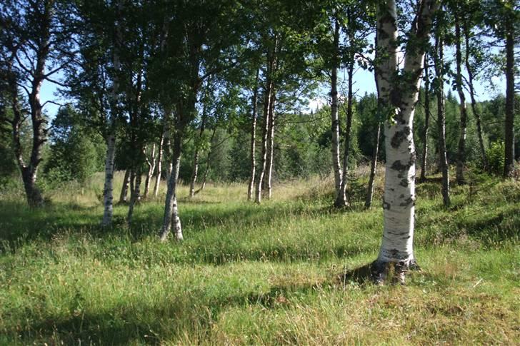 Tur til Polarcirklen, Norge sommeren 2009 del 2 billede 149