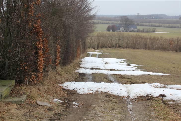 Første tur Odense-Als-Odense - Hældning på en 25-35 grader vel. Vejen til Høgebjerg, Als' højeste punkt. Sneen var mellem 10 og 30 cm dyb, men kawaen gravede sig igennem :) billede 12