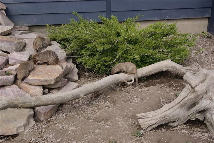 Joboland Bornholm 13 Maj 2010 billede 9