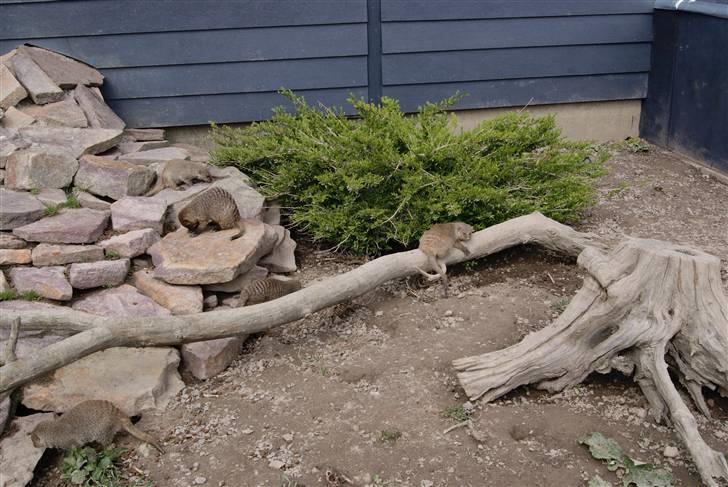 Joboland Bornholm 13 Maj 2010 billede 10