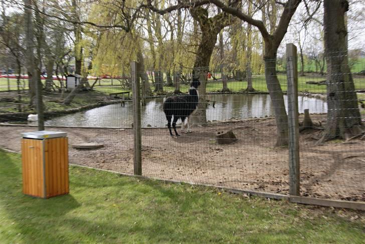 Joboland Bornholm 13 Maj 2010 billede 12