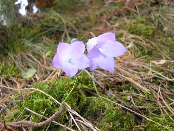 Tændstikke træf  sverige  billede 1