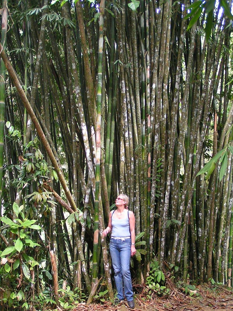 Thailand rundt på MC  - Bambussen er sku lidt størrer end det vi ser ude i haven  billede 38