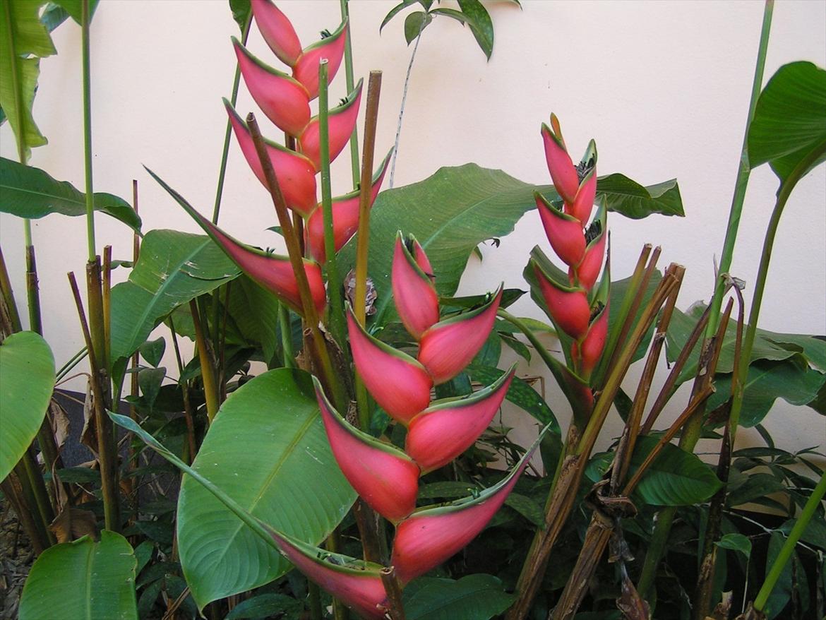 Thailand rundt på MC  - Ja dette billede er taget ude på toilettet, fedt med et toilet med højt til loftet  billede 50