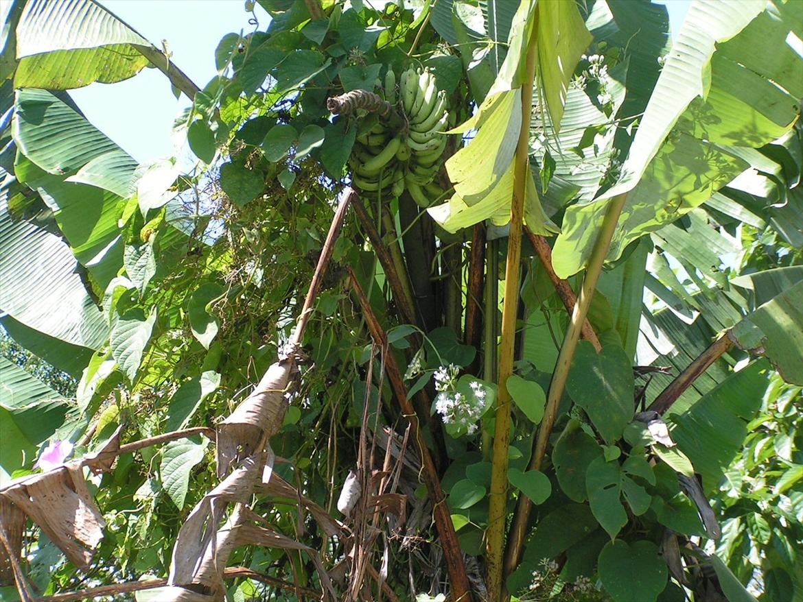 Thailand rundt på MC  - Morgenmaden hænger lige uden for vinduet og jov Bananer vokser opad ;) billede 59