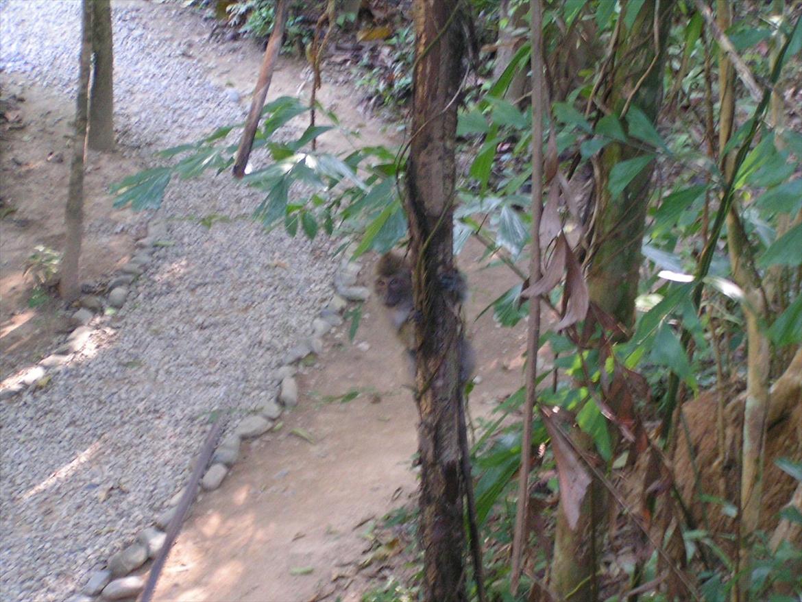 Thailand rundt på MC  - De lokale beboer mente dog ikke jeg skulle have fred, så de lavede lige et Attack på mig, der var op til 10 aber på engang og nej det var faktisk ikke helt sjovt de er alså grumme  billede 62