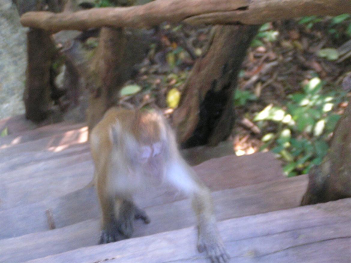 Thailand rundt på MC  - Nej du er ikke sød og om lidt får du en dåse i hovedet  billede 64