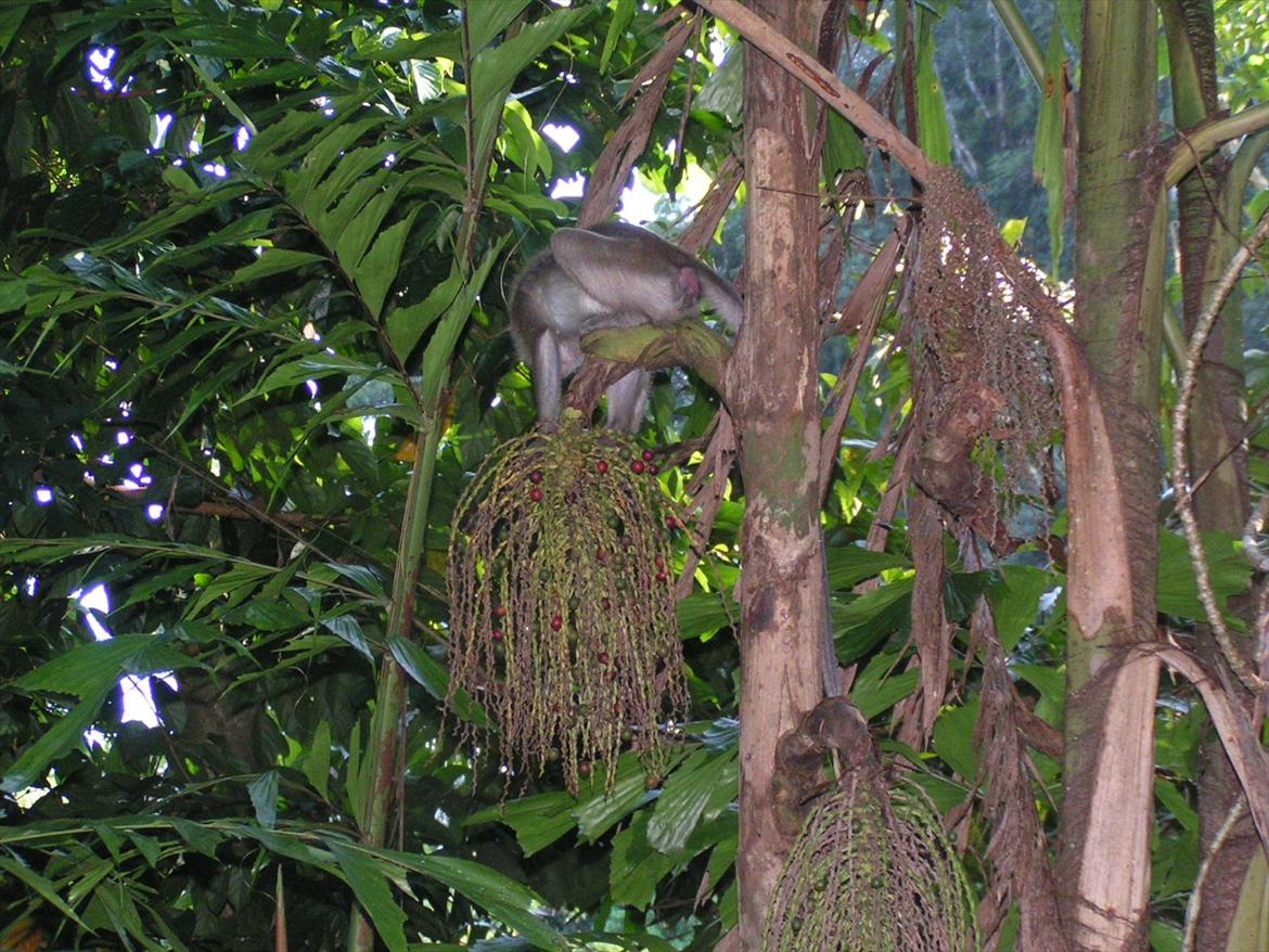 Thailand rundt på MC  billede 65