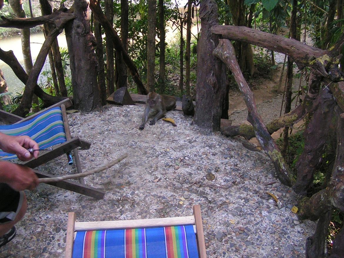 Thailand rundt på MC  - Lorte abe kom bare lidt tætter på så får du PIND  billede 66