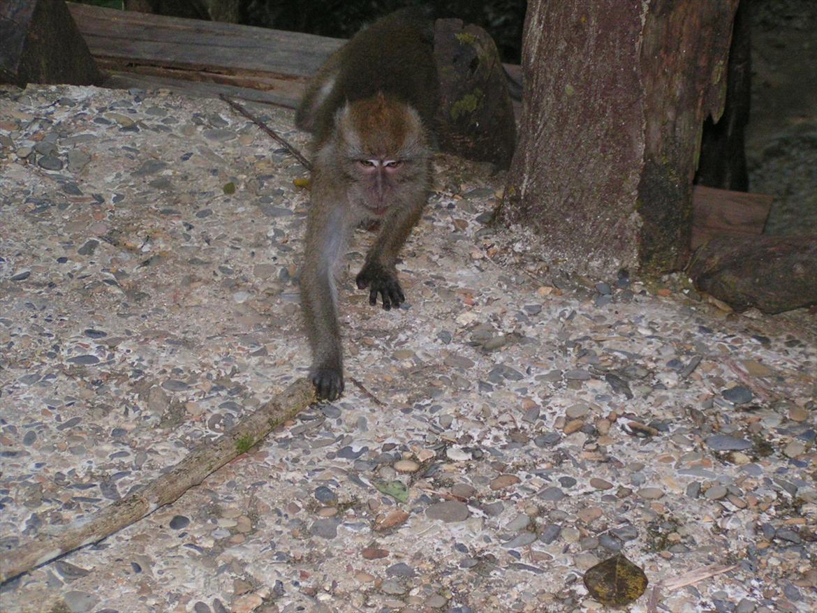 Thailand rundt på MC  billede 67
