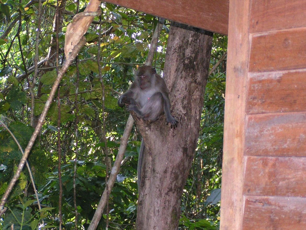 Thailand rundt på MC  - De holdt sig lidt på afstand efter de første fik en tur ud over gelænder 4-5 meter ned  billede 68