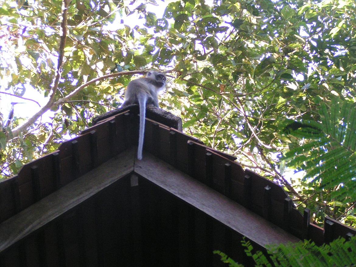 Thailand rundt på MC  - Men så sad de fanme på taget og sked ned på teressen  billede 69