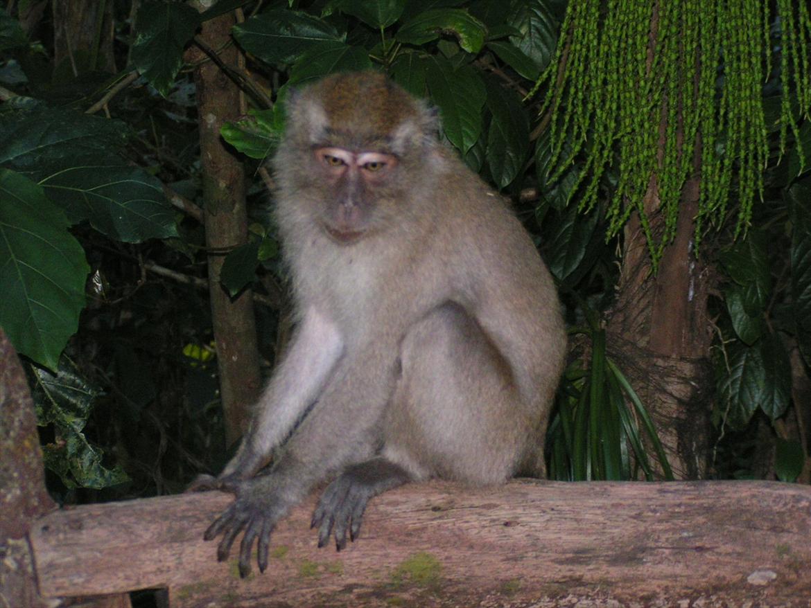 Thailand rundt på MC  - Nej du er ikke sød  billede 70