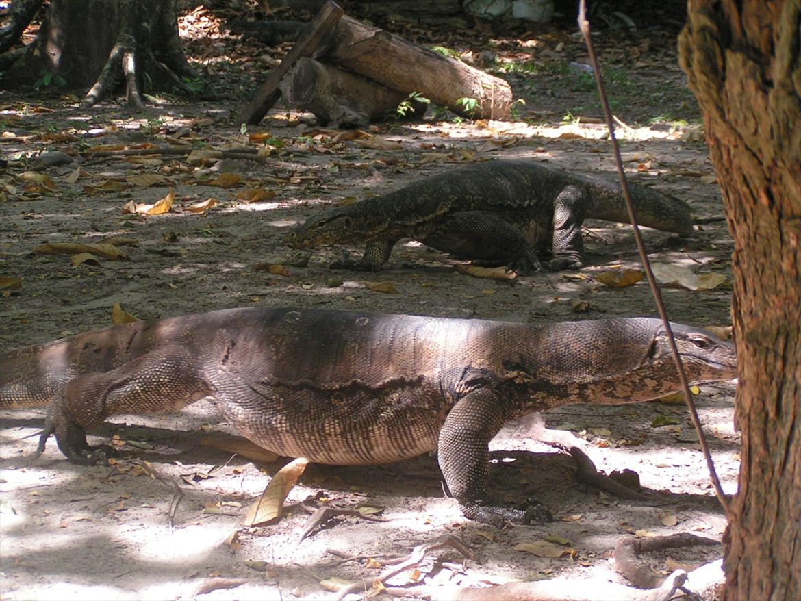 Thailand rundt på MC  - Nå vi sad og og spiste frokost og jeg hørte noget pusle bag ved mig, er i så færdige jeg fik et CHOK  billede 83